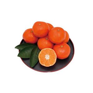 小原紅早生みかん 約5kg（約30～60個）
