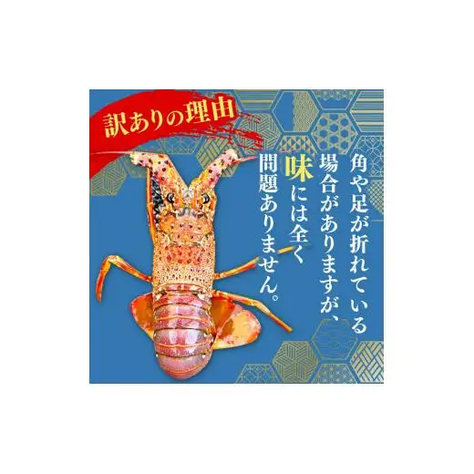 【伊勢海老】 冷凍伊勢海老 700g以上