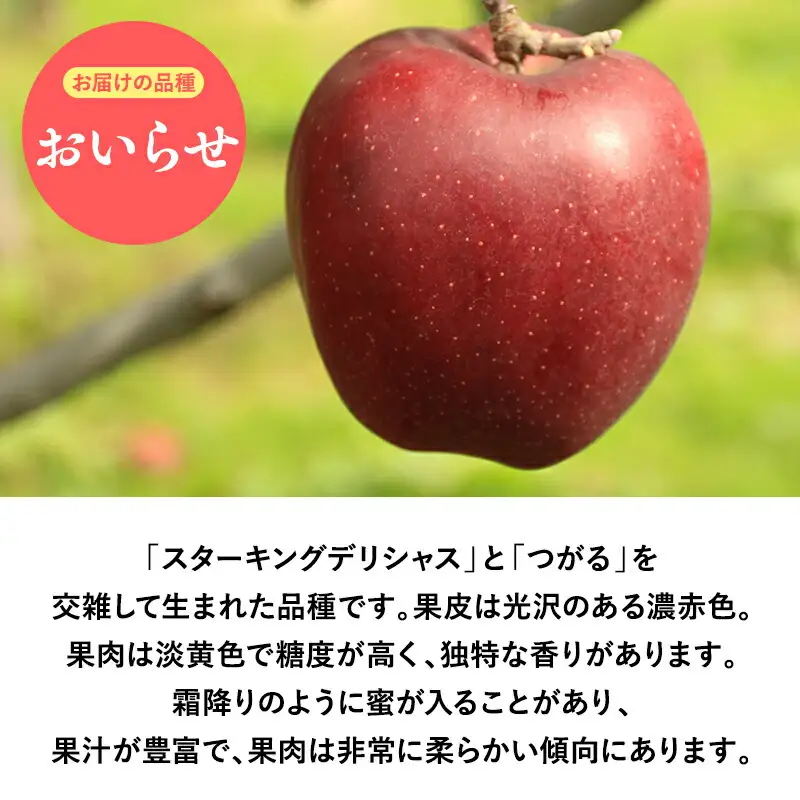 りんご 贈答用 おいらせ5kg [hi-0053-039]