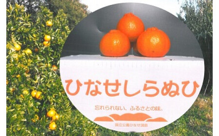 【先行予約】みかん ひなせしらぬい 約5kg（2027年3月頃発送）【しらぬい】_bz