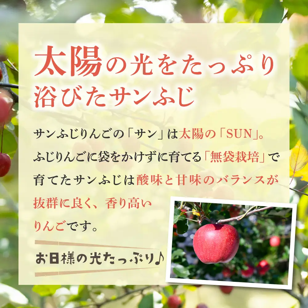 【12月前半発送】 りんご 約3kg 丸福 サンふじ 青森県産 りんご