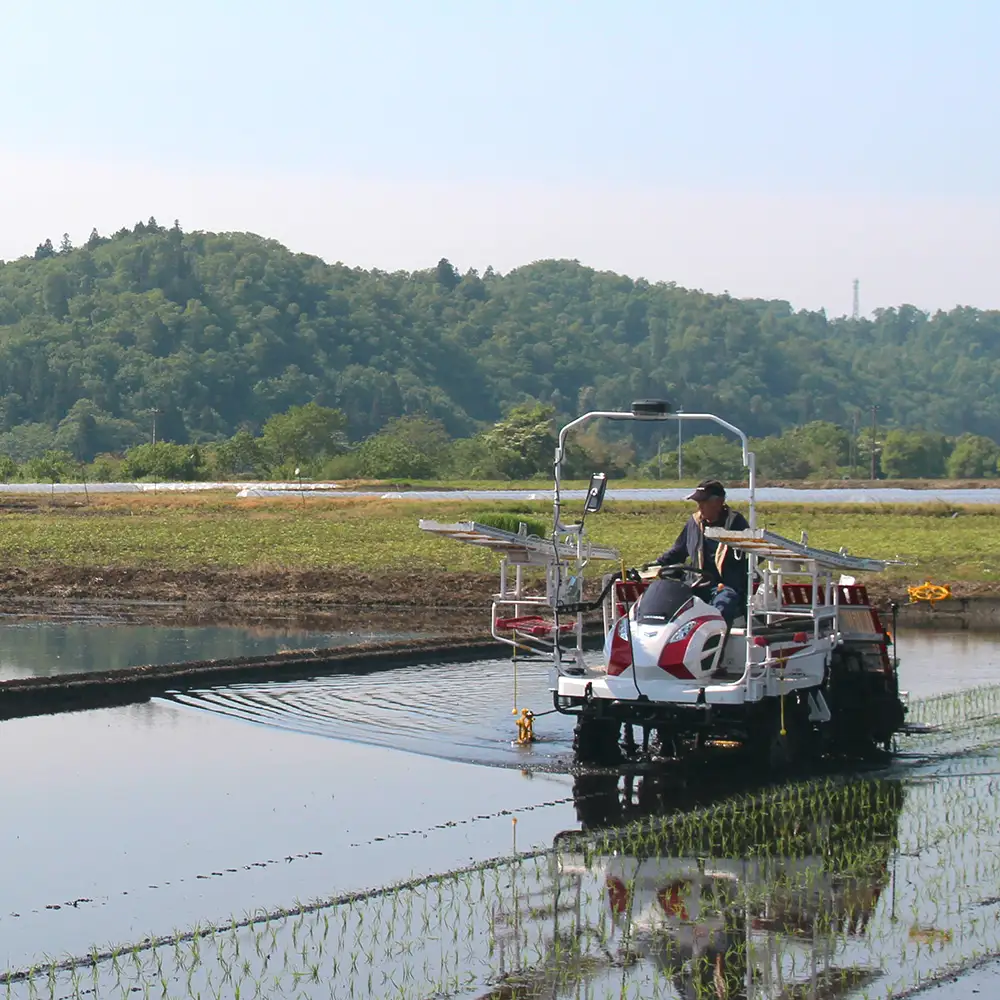 【9月中旬~下旬発送】新米 玄米 ひとめぼれ 30kg 令和8年産 山形県 gt-higxx30-9s