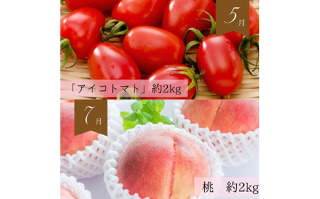 定期便 【全6回定期便】フルーツ定期便！ キウイ 清見オレンジ アイコトマト 桃 ピオーネ 富有柿 【tkb357】