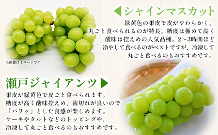 ＜西予の美味しいぶどう セレクトセット／青系＆黒系 約2kg＞ 果物 くだもの フルーツ ぶどう 葡萄 ブドウ セット 詰め合わせ つめあわせ 食べ比べ お楽しみ おまかせ 野菜ソムリエ 食べて応援 特産品 産地直送 西予ぶどう倶楽部 愛媛県 西予市【冷蔵】『8月中旬から9月下旬迄に順次出荷予定』OMC0002