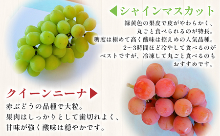 ＜西予の美味しいぶどう セレクトセット／シャインマスカット＆クイーンニーナ 約1.2kg＞ 果物 くだもの フルーツ ぶどう 葡萄 ブドウ セット 食べ比べ 野菜ソムリエ 食べて応援 特産品 産地直送 西予ぶどう倶楽部 愛媛県 西予市【冷蔵】『8月下旬から9月上旬迄に順次出荷予定』OMC0004