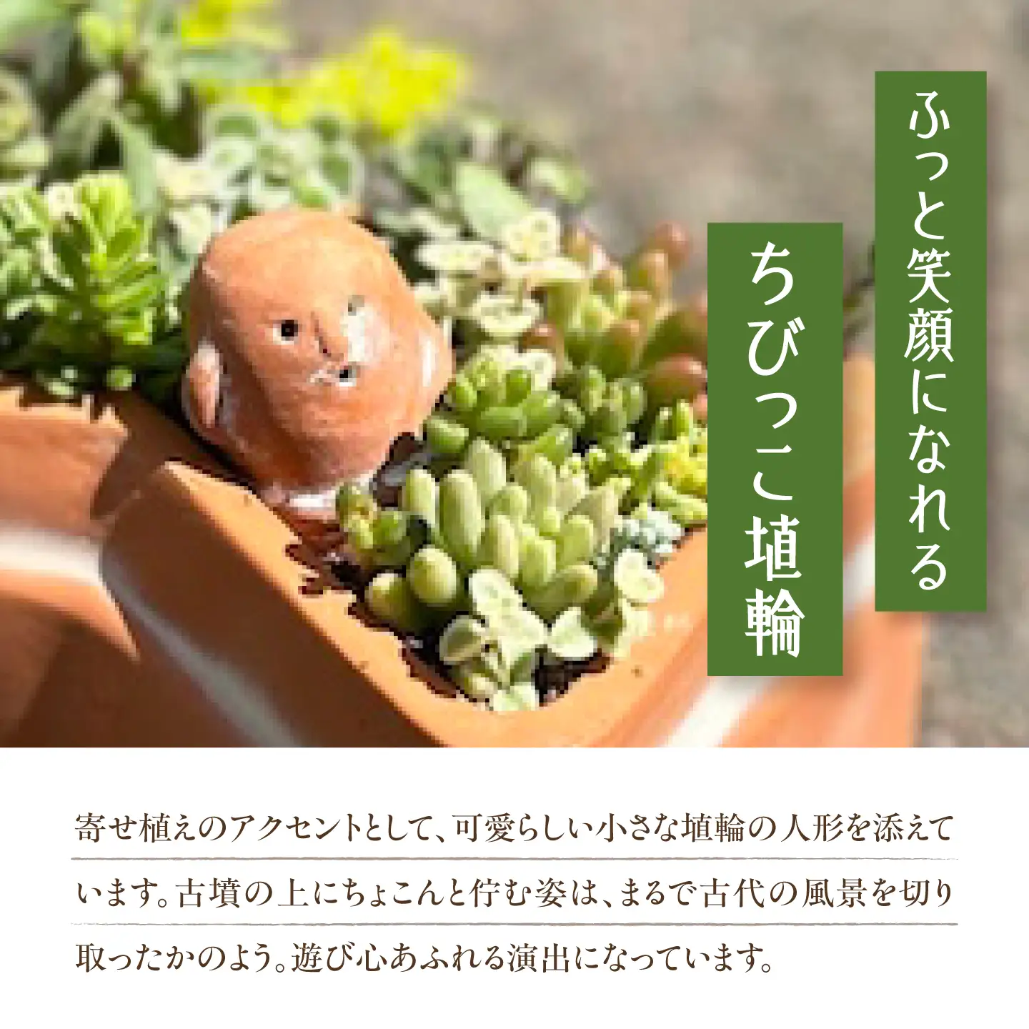 多肉植物 寄せ植え 前方後円墳型 多肉植物 BLAW008