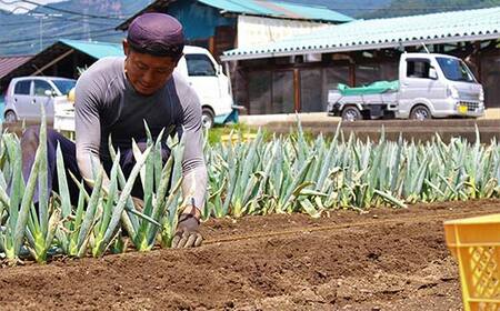 伝統農法の下仁田葱（LL15本またはL20本） とろける 甘い ねぎ ネギ 王様ねぎ 特産 栄養たっぷり ブランド 上州ねぎ すきやき F21K-574