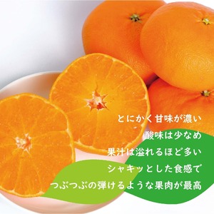 【2026年12月中旬から順次発送】 紅まどんな (愛媛県産) 約1.5kg (5～8玉入り) ミニ化粧箱入り 青秀 | まどんな べにまどんな ベニマドンナ 紅マドンナ 愛媛県産 フツール 果物 くだもの 柑橘 贈答 ギフト 期間限定 ギフト プレゼント 高級柑橘 美味しい 紅まどんな フルーツ 愛媛 松山 送料無料 【SHM012】