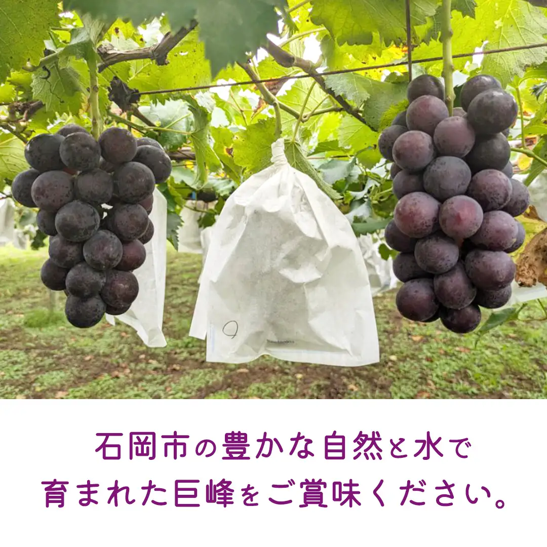 《 2026年 収穫分 》 種あり 巨峰 1.5kg 4～7房 (桜川市・石岡市共通返礼品) 先行予約 石田ぶどう園 国産 茨城県 桜川市 ぶどう ブドウ 葡萄 果物 くだもの フルーツ 旬 人気 産直 採れたて 新鮮 産地直送 秋 贈答 ギフト プレゼント [FB001sa]
