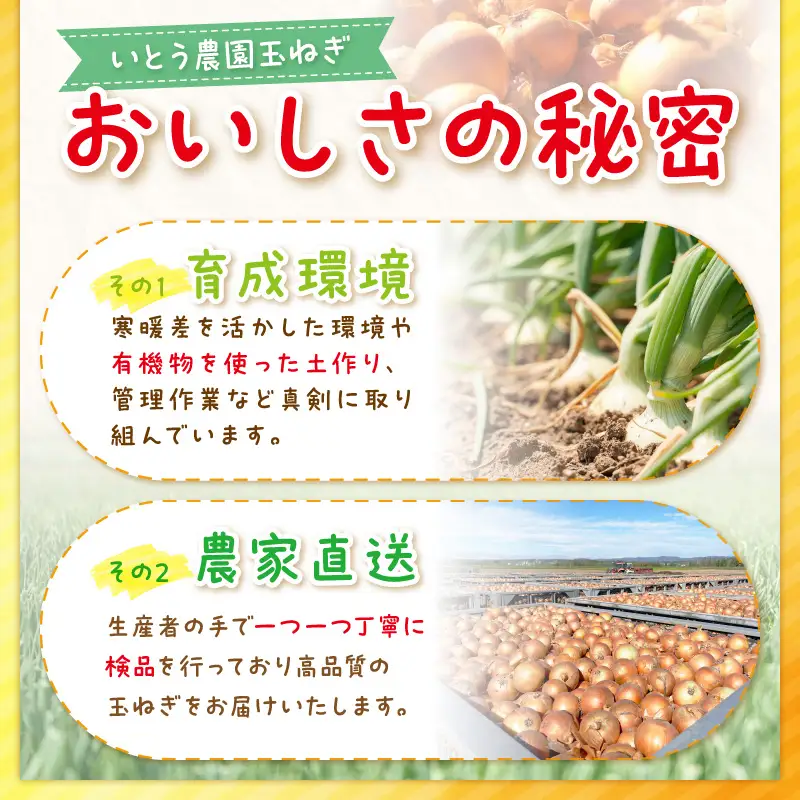 【予約：2026年9月下旬から順次発送】いとう農園の玉ねぎ 10kg ( 玉葱 タマネギ 野菜 期間限定 数量限定 10キロ )【181-0002-2026】