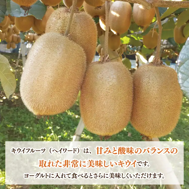 【先行予約】【12月上旬より発送開始】春日部完熟キウイ4kg【埼玉県 春日部市 キウイ キウイフルーツ 4kg 完熟 国産 フルーツ 果物 ヘイワード】(BG002）