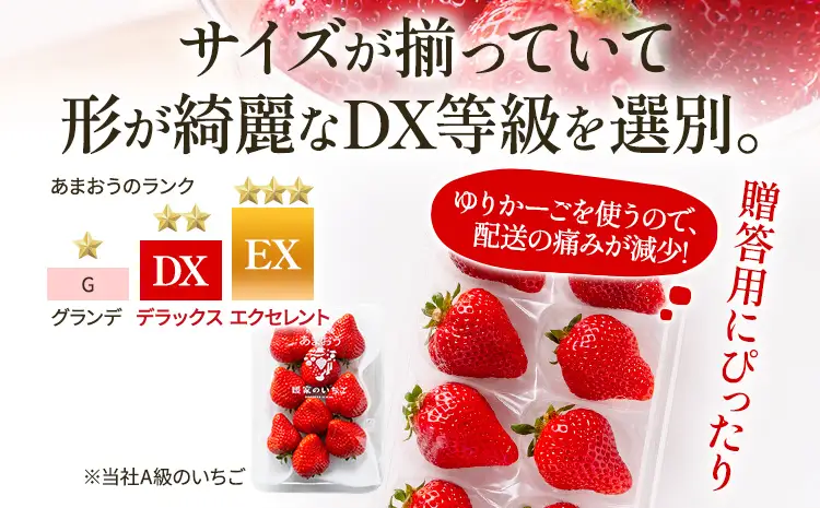 いちご あまおう 6～9粒入り×4P R9年1月以降発送 いちご