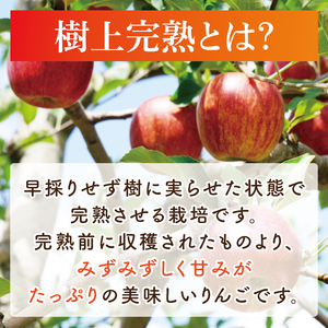 【先行予約・数量限定】三村観光りんご園の奥久慈りんご（各種詰め合わせ）約5kg【10月中旬頃順次発送予定】｜茨城県 大子町 林檎 旬 果物 フルーツ 果実 果汁 ギフト 贈答（BX002-1）