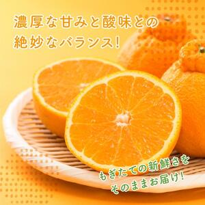 【先行受付】＜訳あり＞瀬戸内 島の不知火 約5kg 白鷺農園《2027年2月下旬～4月上旬頃出荷》 デコポン と同品種  旬 柑橘 フルーツ 果物 しらぬい デコポン わけあり 規格外 不知火 164003