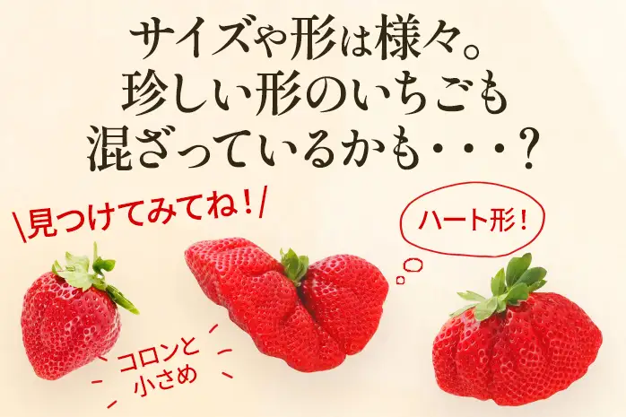 いちご あまおう 約275g×2P R9年1月下旬以降発送 いちご