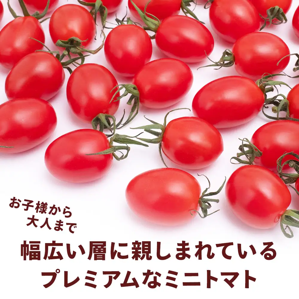 【2027年先行予約】 【朝採れ最短発送！】 Premium Sweet 1kg フルーツミニトマト