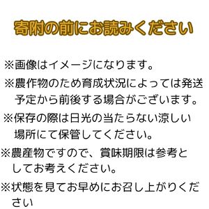 【南信州高森産】梨界の甘さ番長 南水3kg 