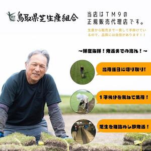 芝生(省管理型コウライ芝　TM9ティーエムナイン)２束セット※2平米分