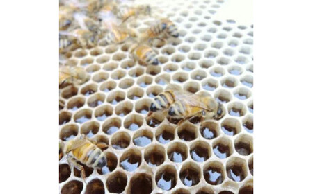 【百花蜜】天然 はちみつ 高原の恵み「山の蜜」2.4kg ｜ 国産 蜂蜜 愛媛県 久万高原町 純粋 100% 非加熱 無調整 採れたて 高糖度 ハニー 朝食 トースト ヨーグルト 健康食 栄養豊富 手土産 お取り寄せ ナチュラル 食品 特産品 産地直送
