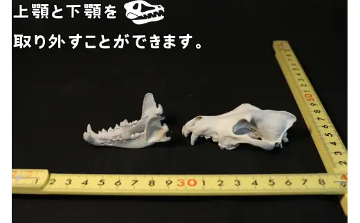  縮小 頭骨 レプリカ タイリクオオカミ 8cm / 標本 コレクション プラモデル 動物 標本 頭骨 狼 フィギュア インテリア 模型 動物 博物館 骨格 ミニチュア 3D プリント キーホルダー 【anf949-8c-tok】
