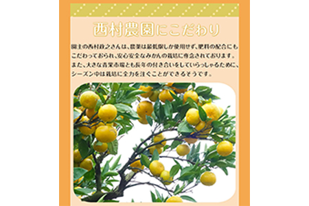 ご家庭用『西村農園』のご家庭用みかん★約5kg(2S-2Lサイズ) 《11月下旬-12月下旬頃出荷》
