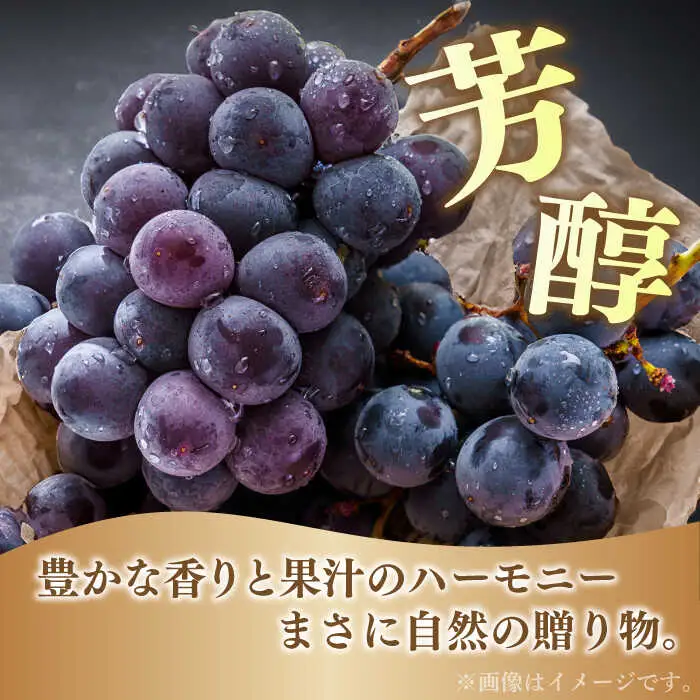 【2027年7月下旬-発送】巨峰ぶどう 3房1.8kg以上 [SCW073] ぶどう