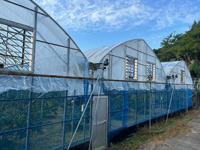 先行予約 不知火 約3kg 2027年2月中旬から4月中旬発送予定 しらぬい 蜜柑 熊本県産 九州産 国産 坂下園 デコポンの品種名が不知火 デコポンR デコポンはJA熊本果実連の登録商標 デコポン発祥の地