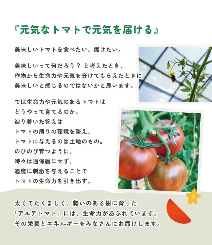〈2027年1月より順次発送〉【年3回 定期便】アルテトマト 約800g（10‐16玉）×3箱 計約2.4kg フルーツトマト 栽培期間中化学農薬・化学肥料不使用 高知県 トマトハウスナカムラ 有機JAS 【常温】（1～5月頃発送）
