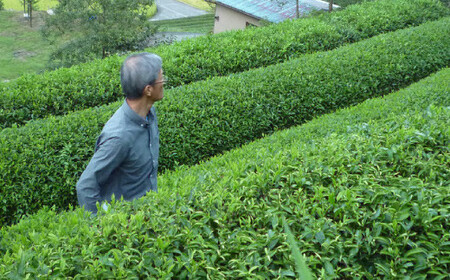 お山の茶 明郷園 紅茶・烏龍茶（半発酵茶）詰め合わせ 佐川 国産紅茶 ティーバッグ