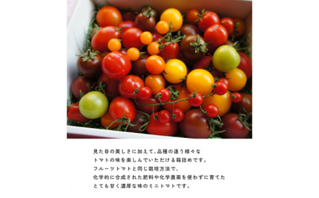 ＜2027年1月～5月頃まで発送＞アルテminiの宝石箱 約1kg×1箱 フルーツトマト 高知県 佐川町 トマトハウスナカムラ【常温】栽培期間中化学農薬・化学肥料不使用 有機JAS　