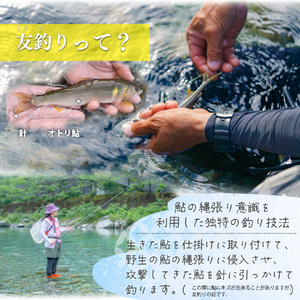 有名料亭も絶賛！鮎屋仁淀川の仁淀ブルー友釣り天然鮎500g（5-14尾）【2026年6月アユ漁解禁後発送】