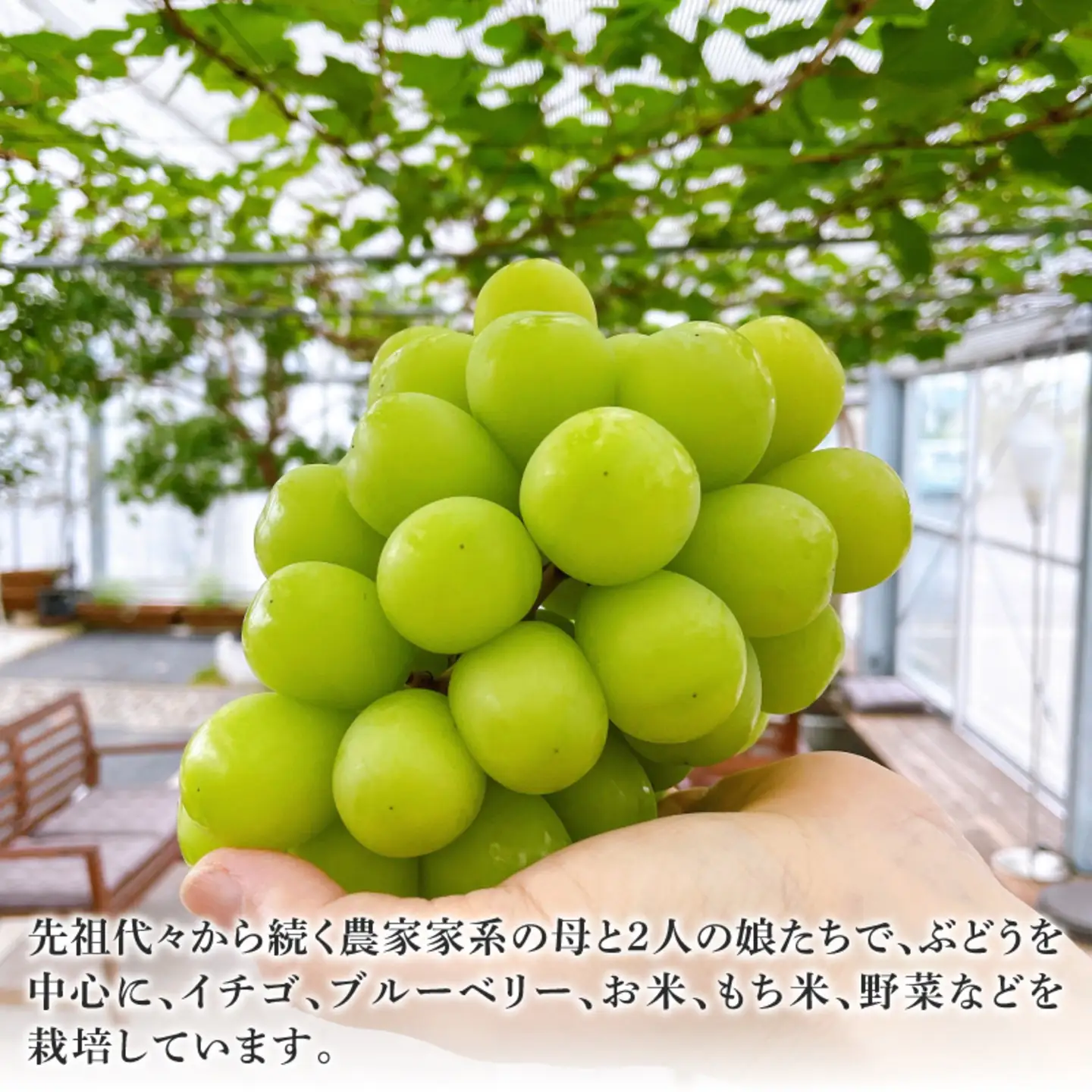 【数量限定先行予約】【9月以降順次発送】農家厳選！採れたてぶどうの詰合せ（品種おまかせ）2kg以上（2～4房程度）果物　シャインマスカット