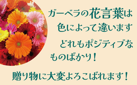 【ラッピング付】生花 イエローオレンジガーベラ の花束 50本 日付指定可能 ギフト プレゼント ラッピング 産地直送 インテリア お花 フラワー ボリューム満点 H193-014