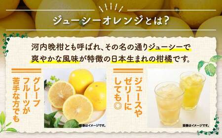 ジューシーオレンジ 約10kg（20玉前後）　【2027年4月上旬-2027年5月下旬発送予定】