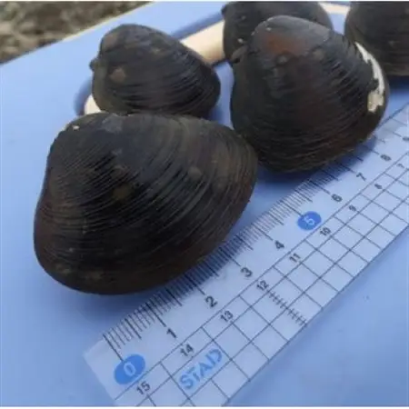 【数量限定】幻の「巨大しじみ貝」5袋セット(250g×5袋)_魚介・海産物 しじみ 貝 シジミ 蜆_【配送不可地域：離島】【1542036】