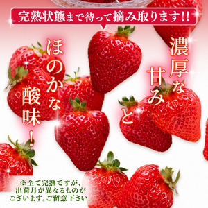 【2月以降発送】いちご 1.1kg | いちご DNK