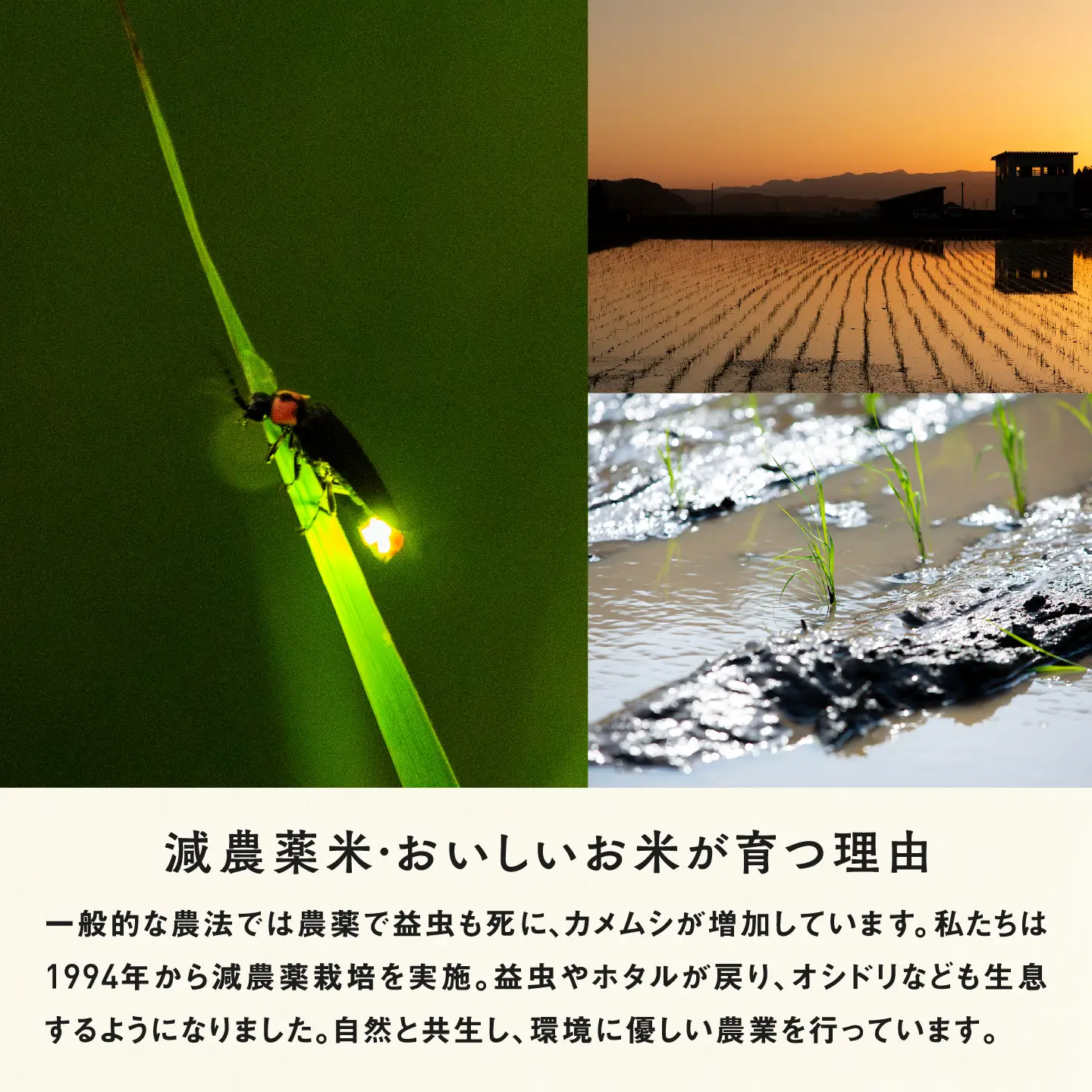 【令和8年産新米！】【先行予約】【2026年10月上旬以降順次発送予定】【6ヶ月連続お届け】令和7年産 内農米コシヒカリ定期便 10kg × 6回 計60kg　お米 ごはん