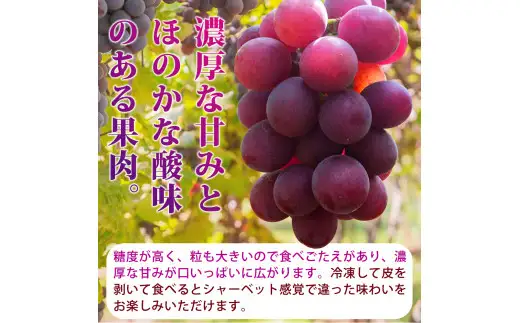 紀州和歌山産の種なし巨峰ぶどう２房（約800g～1kg） / ぶどう ブドウ 葡萄 種無し フルーツ 果物 くだもの ※2027年8月中旬〜9月上旬頃順次発送予定 ※離島への配送不可 【uot517-r-0d8】
