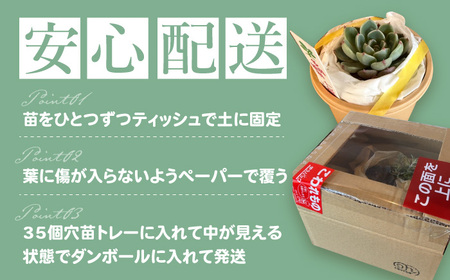 多肉植物 苗 35個セット / インテリア 多肉植物[AFAT009]