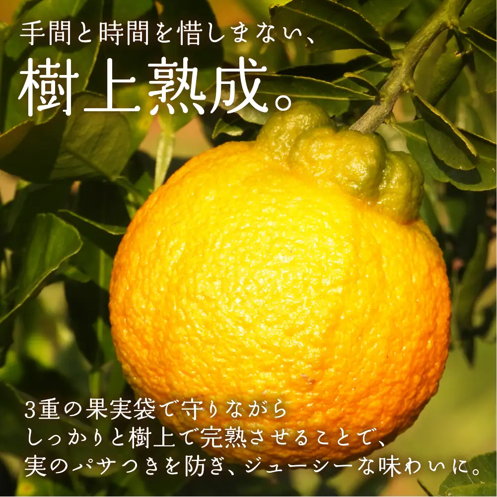 完熟しらぬい 2kg 甘熟デコ みかん デコポン みかん