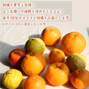 【2026年12月下旬頃から順次発送】柑橘定期便 2kg × 4回 計8kg 品種おまかせ（ 家庭用 みかん 温州 蜜柑 ミカン 果物 フルーツ 定期便 旬 季節限定 数量限定 NPO法人農音 愛媛県 松山市 中島 農音 ）【NO051】