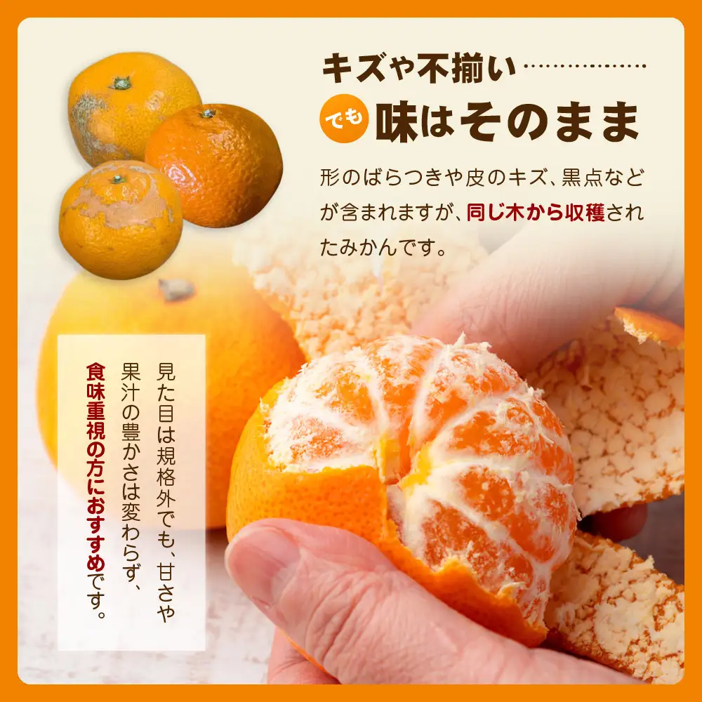 【訳あり】和歌山みかん約11kg+補償分約1kg サイズ混合 11月より順次発送 訳ありみかん 【red2】