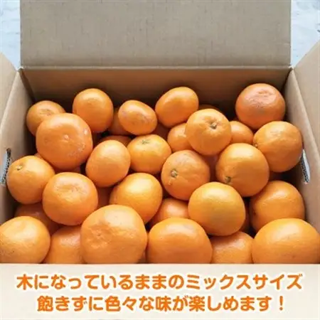 【2026年12月～2027年1月発送】完熟濃厚 木成り温州みかん ミックスサイズ 5kg 和歌山県【配送不可地域：離島】【1544146】