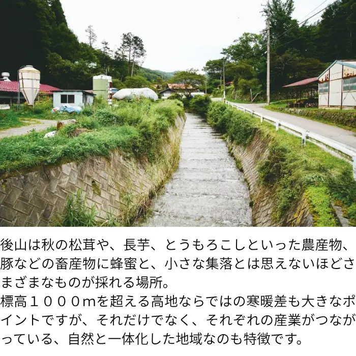 松茸 約200g～250g 諏訪市後山産 2026年9月下旬以降 配送 [67-03]