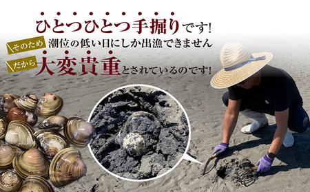 【 奇跡のはまぐり 】小鈴谷産天然はまぐり【 1kg 】 国産 天然 はまぐり 貝 漁協直送 魚貝類 肉厚 日本産 旨味 お祝い お吸い物 大きい 手掘り 潮干狩り 冷蔵便 小鈴谷天然蛤 海の幸 縁起物