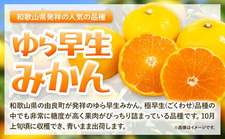ゆら早生みかん 厳選 5kg Mサイズ GOGO農園