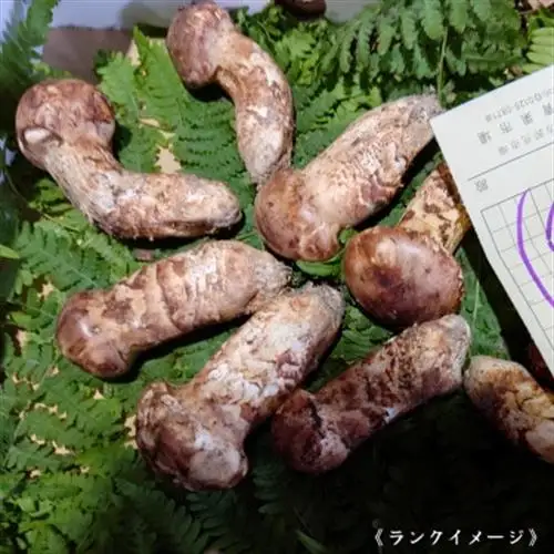 【和歌山産】～香りそのまま真空パック～高級・希少 高野松茸　200g(訳有品詰合せ)_野菜 松茸 きのこ まつたけ マツタケ_【配送不可地域：離島・北海道・沖縄県】【1340753】