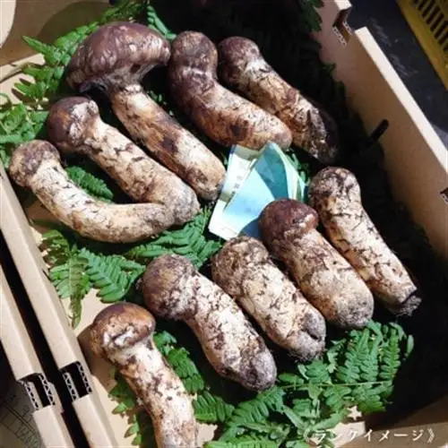 【和歌山産】～香りそのまま真空パック～高級・希少高野松茸　300g(福:★)_野菜 松茸 きのこ まつたけ マツタケ_【配送不可地域：離島・北海道・沖縄県】【1340770】