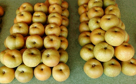 三重県津市久居産 【鈴木果樹園 ひさい梨 3kg】 [ 梨 幸水 秀玉 豊水 ナシ 果物 フルーツ 産地直送 ] 
