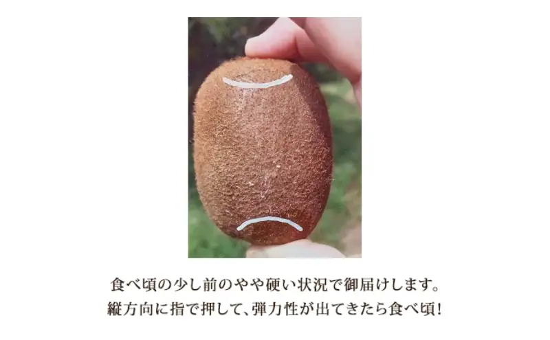 キウイフルーツ 美津みどり スイーツキウイ 産地直送 キウイフルーツ